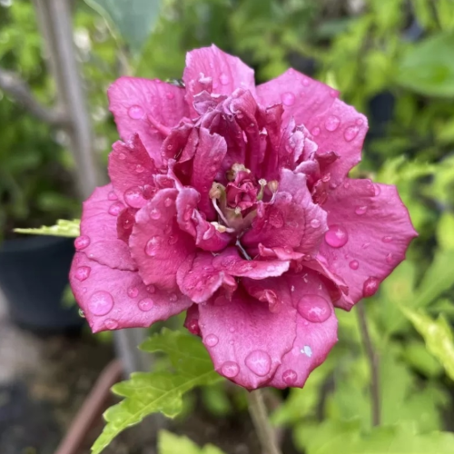 Сорт гібіскуса Френч Кабаре Ред